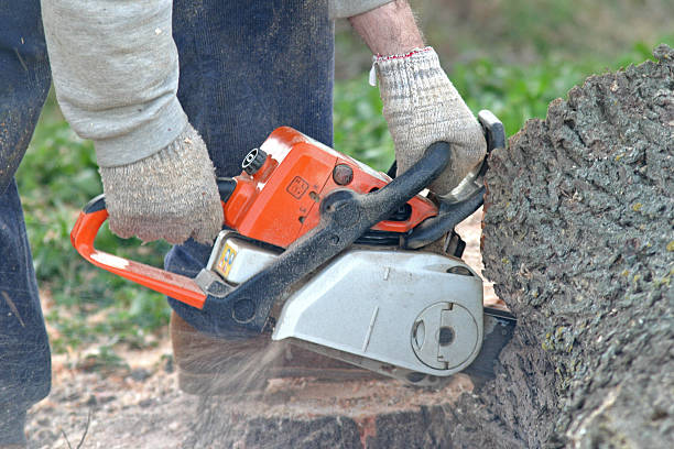 How Our Tree Care Process Works  in  Woodbridge, VA